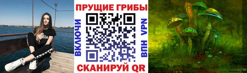 Купить где  Фатеж  Галлюциногенные грибы GOLDEN TEACHER 